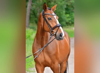 Oldenburger Springpferd, Wałach, 8 lat, 160 cm, Gniada