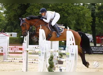 Oldenburger Springpferd, Wałach, 8 lat, 167 cm, Gniada