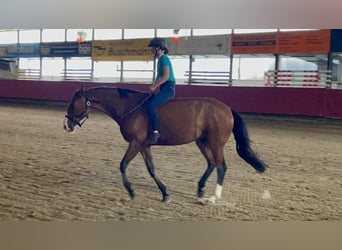 Oldenburger Springpferd, Wałach, 8 lat, 168 cm, Gniada