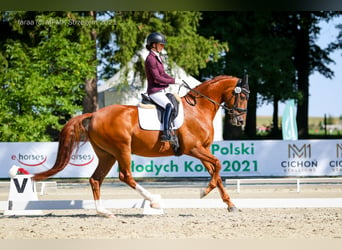 Oldenburger Springpferd, Wałach, 8 lat, 170 cm, Kasztanowata