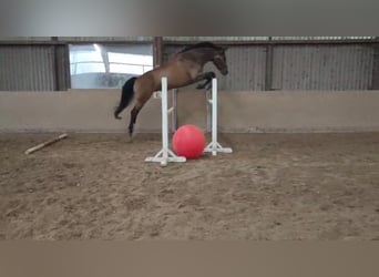 Oldenburger Springpferd, Wałach, 8 lat, 175 cm, Gniada