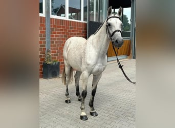 Oldenburger Springpferd, Wallach, 10 Jahre, 160 cm, Schimmel