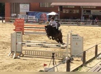 Oldenburger Springpferd, Wallach, 10 Jahre, 164 cm, Dunkelbrauner