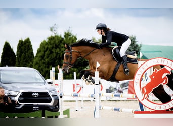 Oldenburger Springpferd, Wallach, 10 Jahre, 165 cm, Rotbrauner