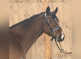 Oldenburger Springpferd, Wallach, 10 Jahre, 166 cm, Brauner