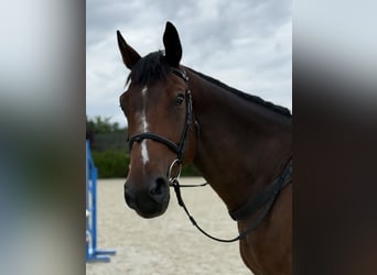 Oldenburger Springpferd, Wallach, 10 Jahre, 168 cm, Brauner
