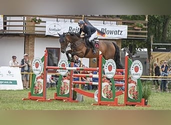 Oldenburger Springpferd, Wallach, 10 Jahre, 169 cm, Dunkelbrauner