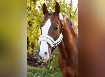 Oldenburger Springpferd, Wallach, 10 Jahre, 170 cm, Fuchs