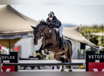 Oldenburger Springpferd, Wallach, 10 Jahre, 170 cm, Rappe