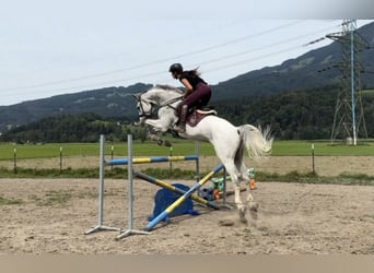 Oldenburger Springpferd, Wallach, 10 Jahre, 170 cm, Schimmel