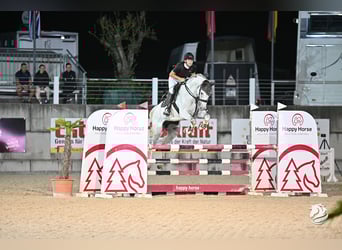 Oldenburger Springpferd, Wallach, 10 Jahre, 170 cm, Schimmel