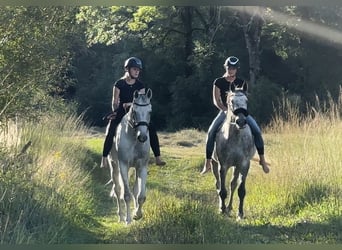 Oldenburger Springpferd, Wallach, 10 Jahre, 170 cm, Schimmel