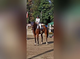 Oldenburger Springpferd, Wallach, 10 Jahre, 172 cm, Dunkelbrauner
