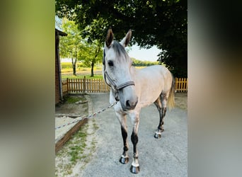 Oldenburger Springpferd, Wallach, 10 Jahre, 174 cm, Schimmel