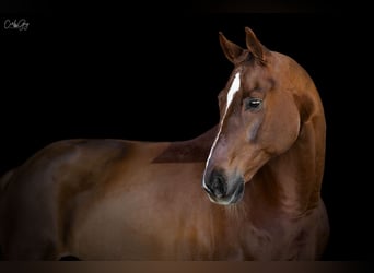 Oldenburger Springpferd, Wallach, 10 Jahre, 175 cm, Fuchs