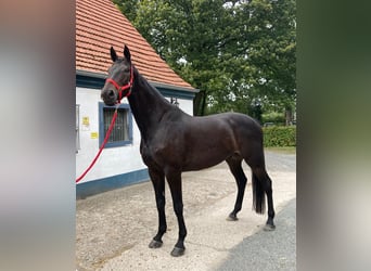 Oldenburger Springpferd, Wallach, 10 Jahre, 180 cm, Dunkelbrauner