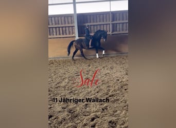 Oldenburger Springpferd, Wallach, 11 Jahre, 164 cm, Dunkelbrauner