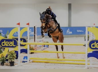 Oldenburger Springpferd, Wallach, 11 Jahre, 165 cm