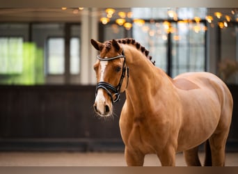 Oldenburger Springpferd, Wallach, 11 Jahre, 166 cm, Dunkelfuchs