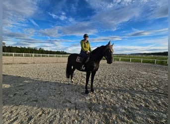 Oldenburger Springpferd, Wallach, 11 Jahre, 166 cm, Schwarzbrauner