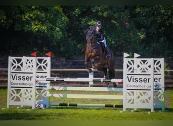 Oldenburger Springpferd, Wallach, 11 Jahre, 168 cm, Schwarzbrauner