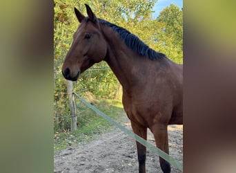 Oldenburger Springpferd, Wallach, 11 Jahre, 170 cm, Brauner