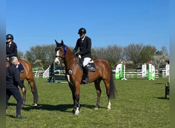 Oldenburger Springpferd, Wallach, 11 Jahre, 170 cm, Brauner