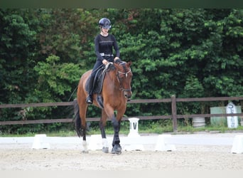 Oldenburger Springpferd, Wallach, 11 Jahre, 170 cm, Brauner