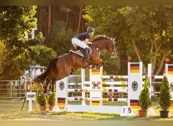 Oldenburger Springpferd, Wallach, 11 Jahre, 170 cm, Brauner