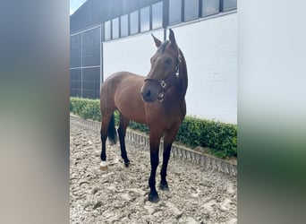 Oldenburger Springpferd, Wallach, 11 Jahre, 170 cm, Brauner