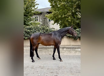 Oldenburger Springpferd, Wallach, 11 Jahre, 170 cm, Dunkelbrauner