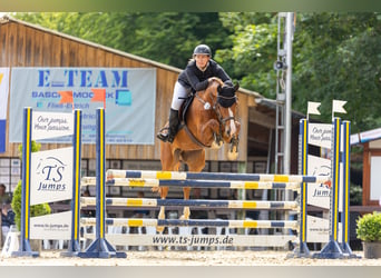 Oldenburger Springpferd, Wallach, 11 Jahre, 170 cm, Fuchs