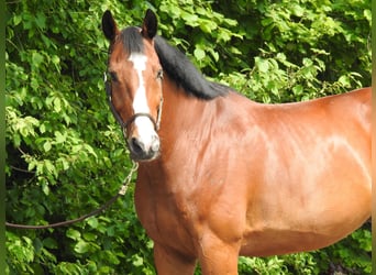 Oldenburger Springpferd, Wallach, 11 Jahre, 172 cm, Brauner