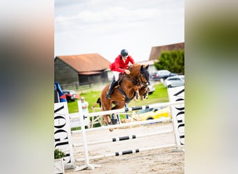 Oldenburger Springpferd, Wallach, 11 Jahre, 172 cm, Fuchs