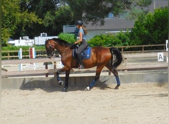 Oldenburger Springpferd, Wallach, 11 Jahre, 173 cm, Brauner