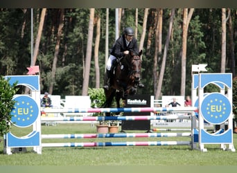 Oldenburger Springpferd, Wallach, 11 Jahre, 173 cm, Dunkelbrauner