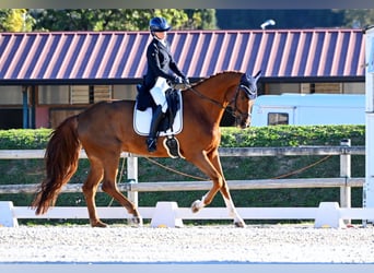 Oldenburger Springpferd, Wallach, 11 Jahre, 175 cm, Fuchs