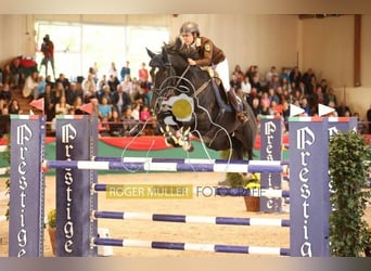 Oldenburger Springpferd, Wallach, 11 Jahre, 175 cm, Rappe