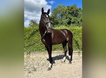 Oldenburger Springpferd, Wallach, 11 Jahre, 175 cm, Rappe