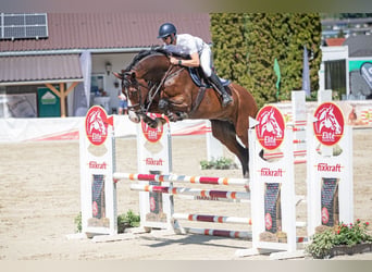 Oldenburger Springpferd, Wallach, 11 Jahre, 178 cm, Brauner