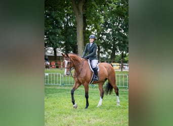 Oldenburger Springpferd, Wallach, 11 Jahre, 179 cm, Rotbrauner