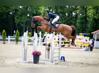 Oldenburger Springpferd, Wallach, 11 Jahre, 182 cm, Fuchs