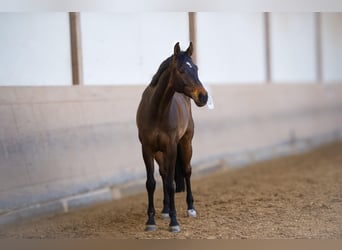 Oldenburger Springpferd, Wallach, 11 Jahre, Dunkelbrauner