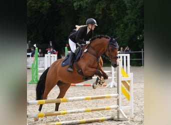 Oldenburger Springpferd, Wallach, 12 Jahre, 163 cm, Brauner