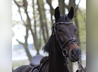 Oldenburger Springpferd, Wallach, 12 Jahre, 166 cm, Schwarzbrauner