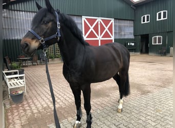 Oldenburger Springpferd, Wallach, 12 Jahre, 167 cm