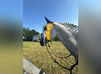 Oldenburger Springpferd, Wallach, 12 Jahre, 168 cm, Fliegenschimmel