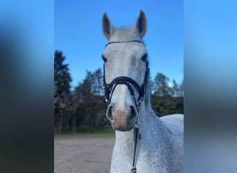 Oldenburger Springpferd, Wallach, 12 Jahre, 168 cm, Fliegenschimmel
