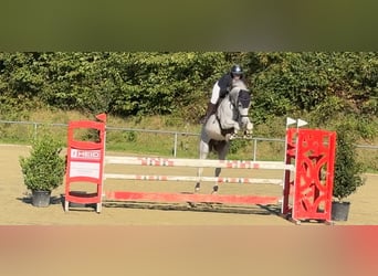 Oldenburger Springpferd, Wallach, 12 Jahre, 168 cm, Fliegenschimmel