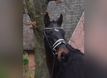 Oldenburger Springpferd, Wallach, 12 Jahre, 168 cm, Schwarzbrauner